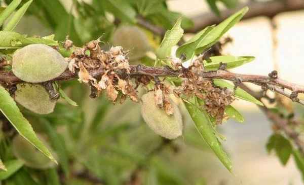 Лечение миндального дерева от болезней