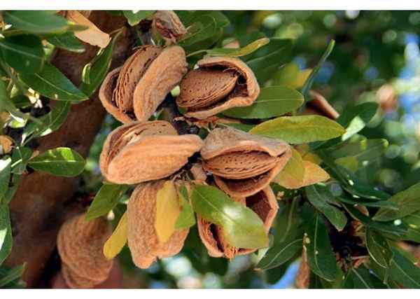 Сортовые деревья миндаля