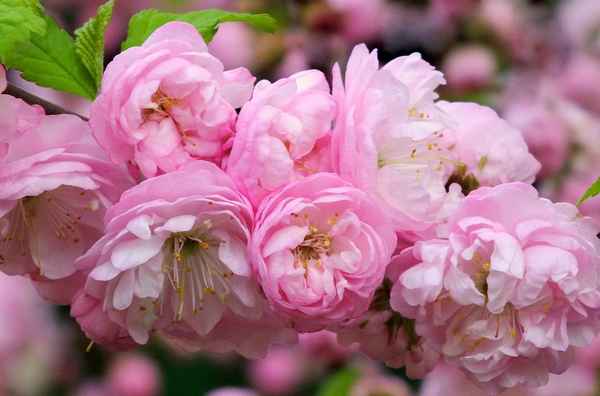 Луизеания, миндаль трёхлопастный — описание и свойства