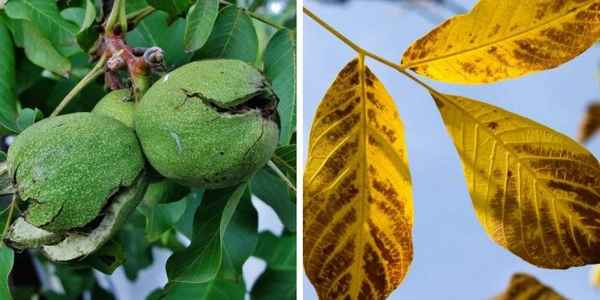 Особенности созревания грецкого ореха