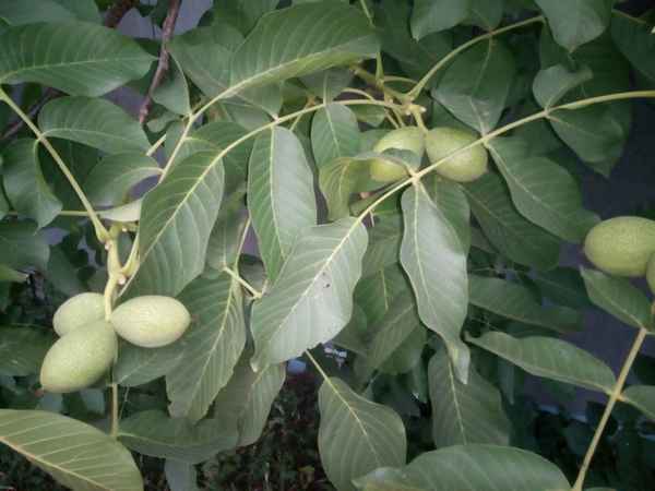 Выращивание грецкого ореха в средней полосе России