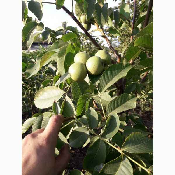 Выбор сорта и выращивание грецкого ореха в Подмосковье