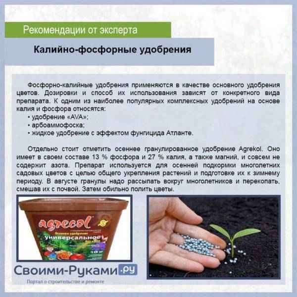 Как и чем лучше подкармливать грецкий орех