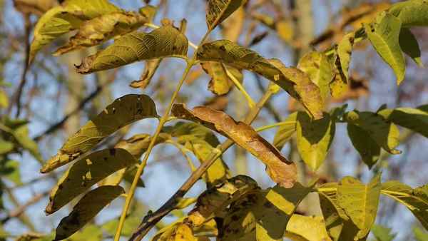 Скручиваются и чернеют листья у грецкого ореха