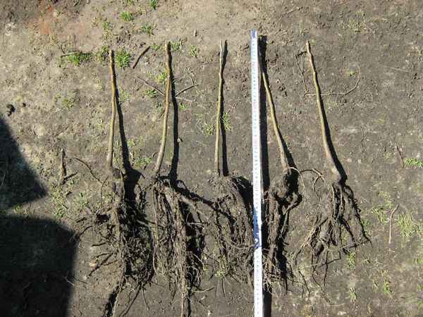 Посадка грецкого ореха саженцем