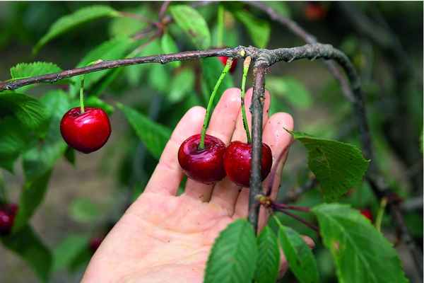 Особенности ухода за черешней