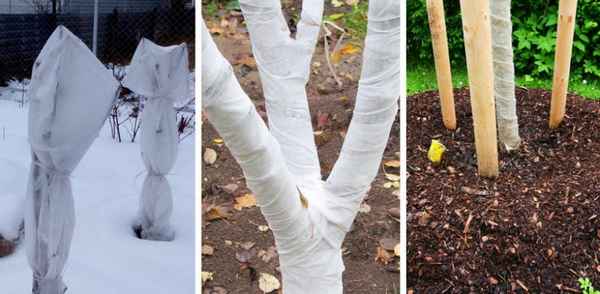 Подготовка черешни к зиме