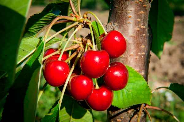 Особенности сорта черешни Свитхарт