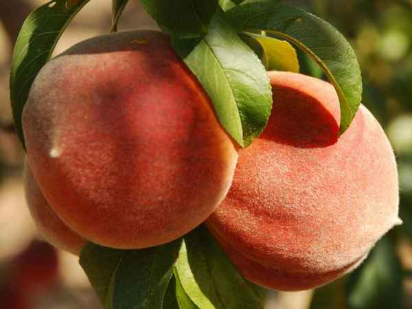 10 лучших сортов персиков по мнению экспертов