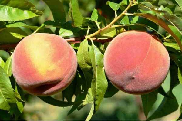 Персик сорта Фрост — особенности посадки, выращивания и ухода