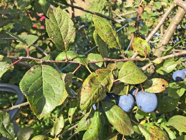 Чтобы слива родила: основные причины низкой производительности культуры