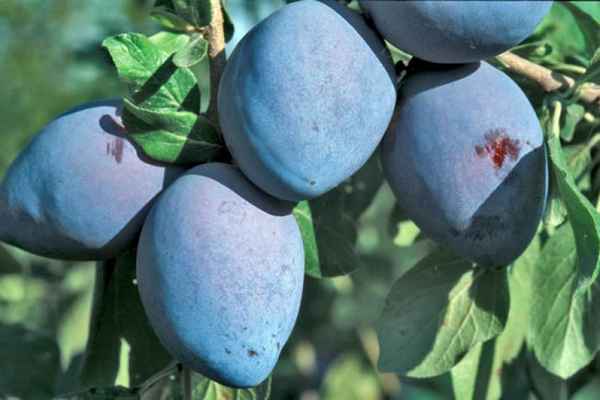Слива: выбираем лучшие устойчивые к болезни сорта