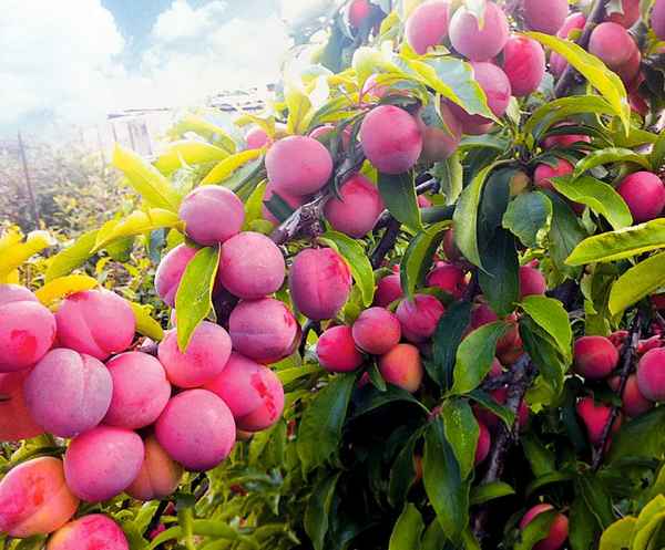 6 наиболее красивых сортов декоративных слив