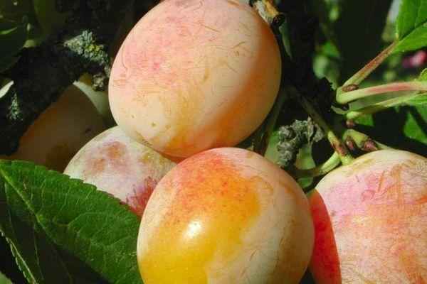 Хаpaктеристика и правила выращивания сливы Мирабель