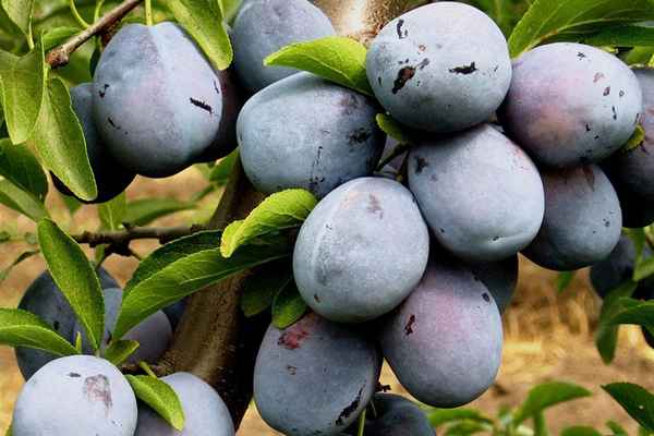 Описание и хаpaктеристика сорта сливы Ненька