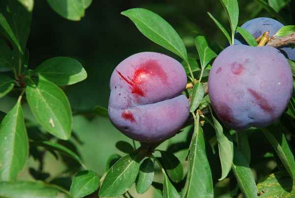 Особенности выращивания и ухода за сливой сорта Гигант Бербанк
