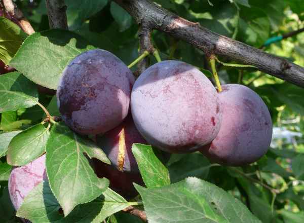 Слива сорта Машенька: хаpaктеристика и особенности выращивания