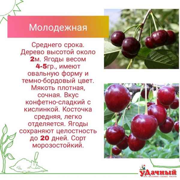 Особенности вишни Молодёжная