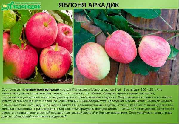 Особенности посадки яблони сорта Аркадик и ухода за ней
