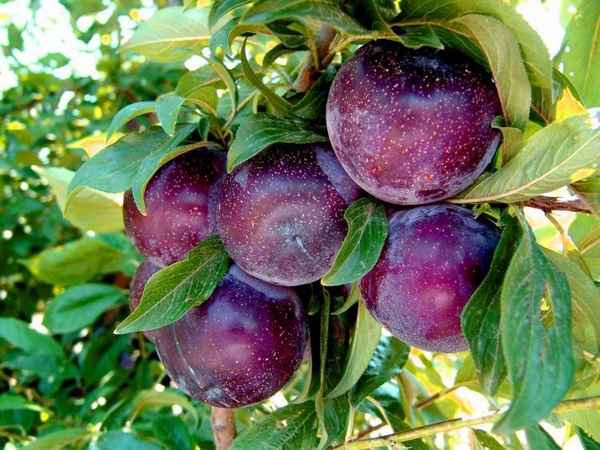 Особенности сливы сорта Анжелина