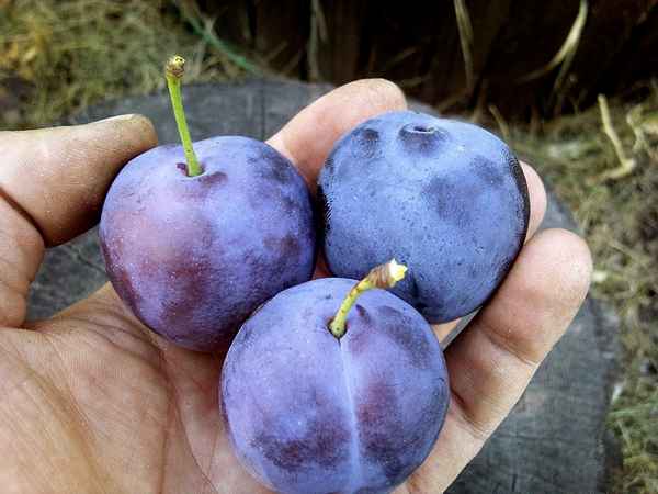 Особенности выращивания и ухода за сливой Вижен