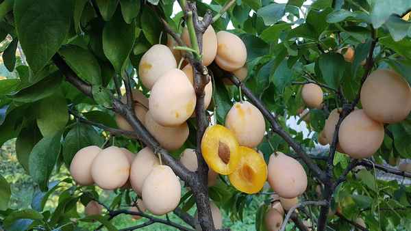 Особенности выращивания сорта сливы Золотая капля