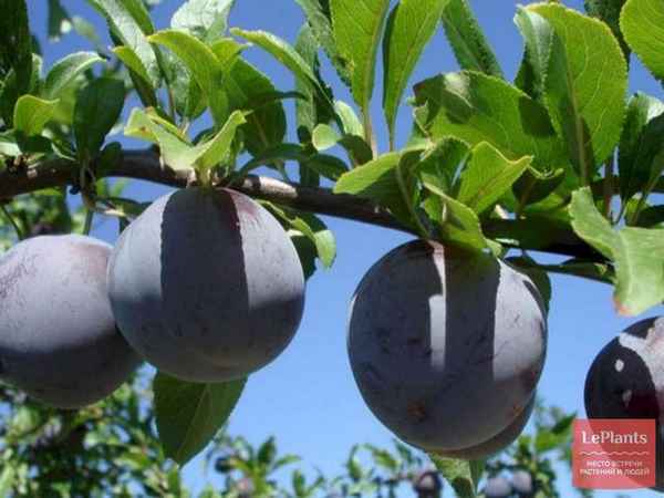 Главные правила выращивания сливы сорта Этюд