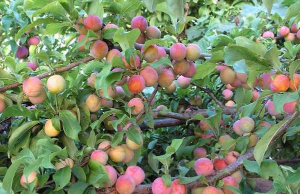 Особенности уссурийской сливы