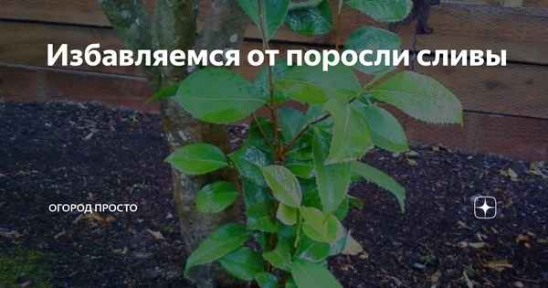 Как избавиться от поросли сливы на участке навсегда?