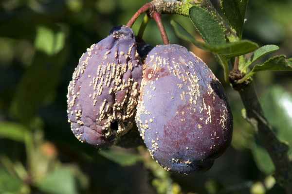 Почему гниют сливы на дереве и что при этом нужно делать?