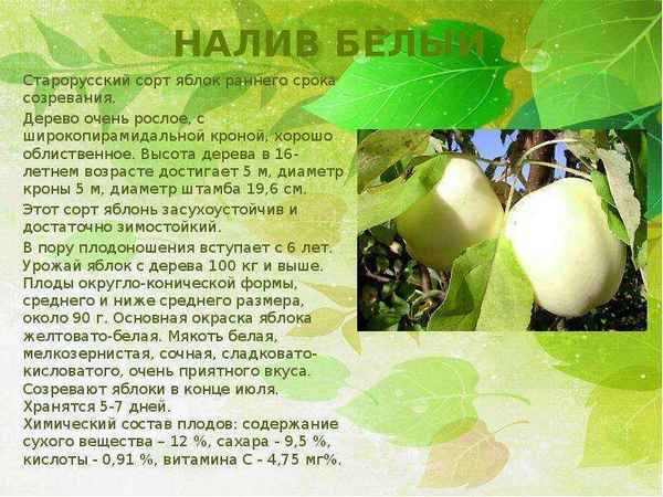 Сорт яблони Белый налив: хаpaктеристика и особенности выращивания