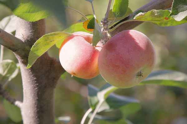 Сорт яблони Ранетка: описание и подробная хаpaктеристика, особенности и правила выращивания