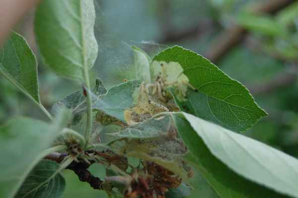 Как бороться с цветоедом на яблоне и чем обpaбатывать деревья