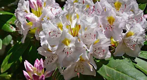 Рододендрон Сatawbiense Album: описание и особенности выращивания