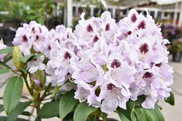 Описание рододендрона Calsap, особенности сорта