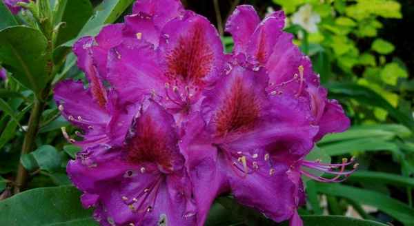 Всё о рододендроне гибридном Либретто