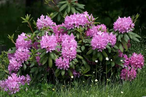 Описание, посадка и уход за катевбинским рододендроном Грандифлорум