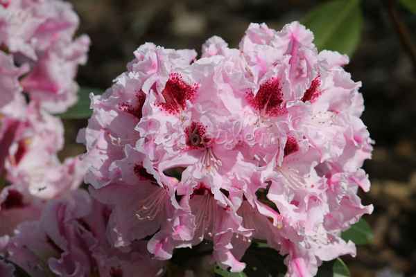 Описания рододендрона гибридного сорта Krolowa Jadwiga