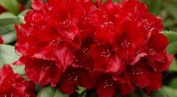 Описание гибридного рододендрона сорта Франческа и уход за растением