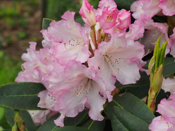 Описание и особенности выращивания сорта рододендронов Сент Мишель