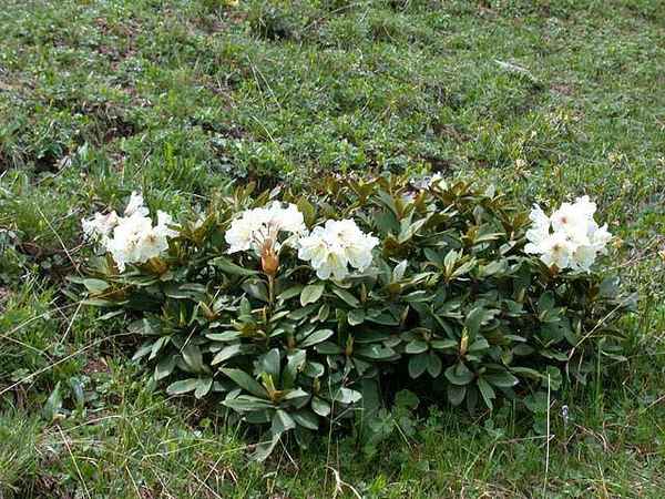 Рододендрон кавказский: применение в народной медицине, польза и вред