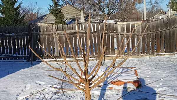 Как правильно и когда нужно собирать шелковицу