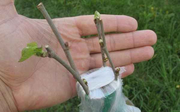 Размножение шелковицы черенками летом