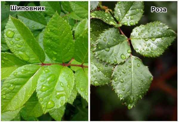Роза и шиповник: сходства и различия