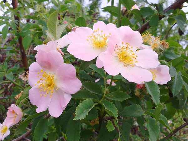 Особенности цветения шиповника