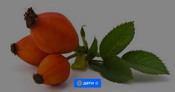 Шиповник при грудном вскармливании