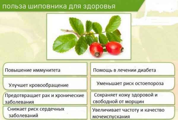 Полезные свойства шиповника для мужчин