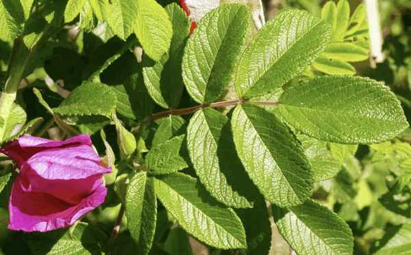 Листья шиповника