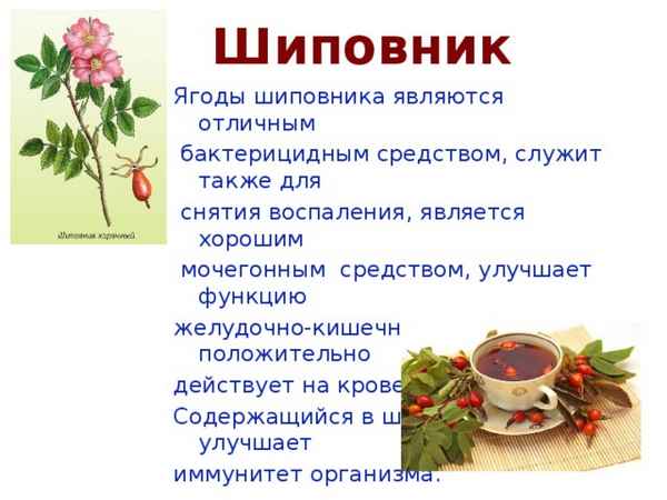 Является ли шиповник мочегонным средством