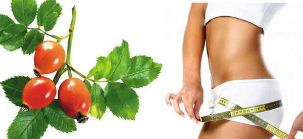 Шиповник для похудения